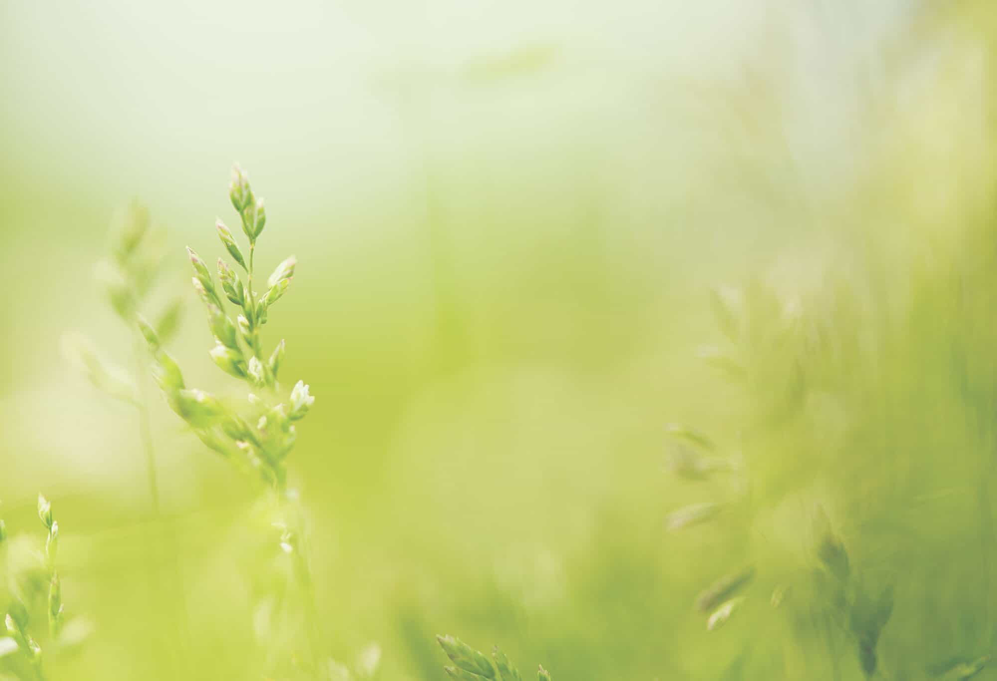 Garden for meditations for detox assistance