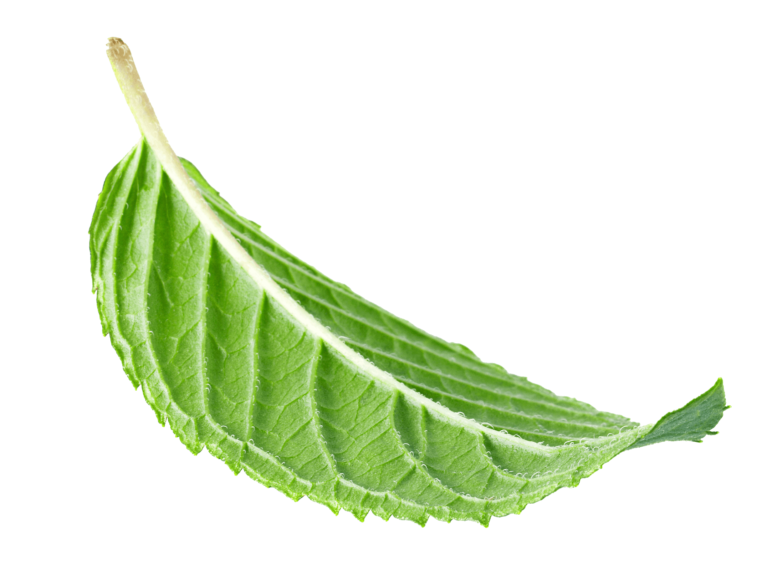 floating leaf image 2451x1805